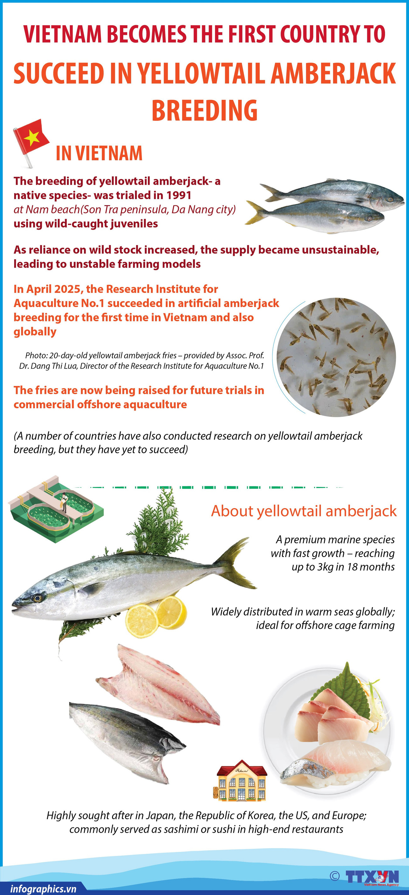 Vietnam becomes the first country to successfully breed yellowtail amberjack