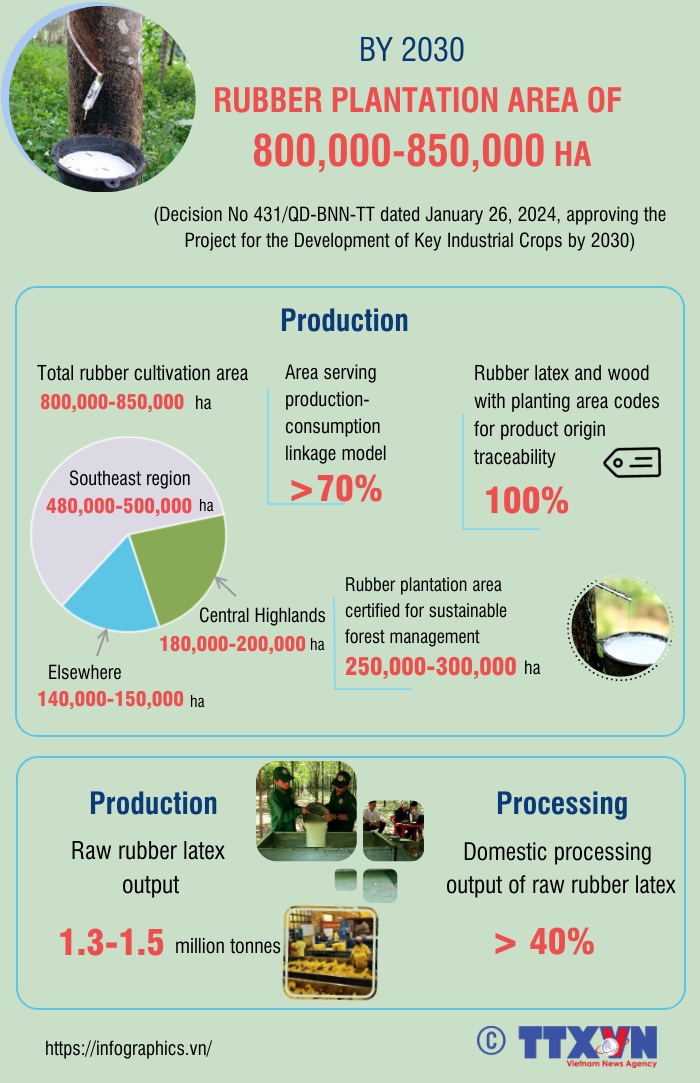 Vietnam aims for 800,000 - 850,000 ha of rubber by 2030