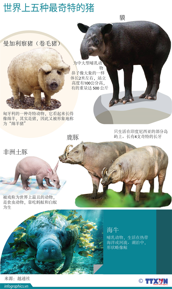 世界上五种最奇特的猪