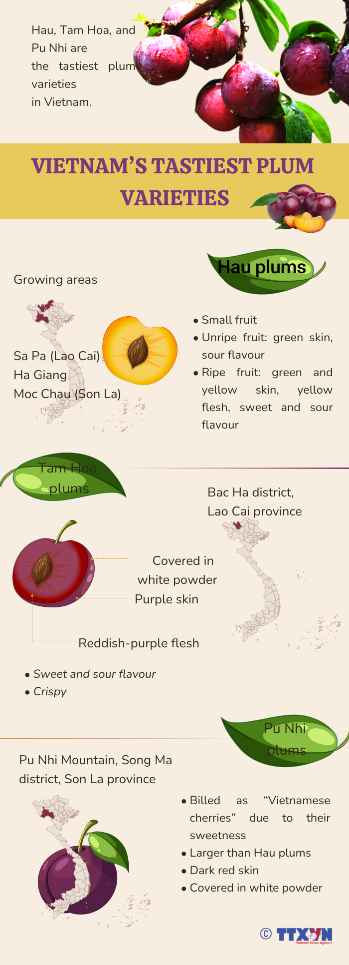 Vietnamese plums bursting with flavour